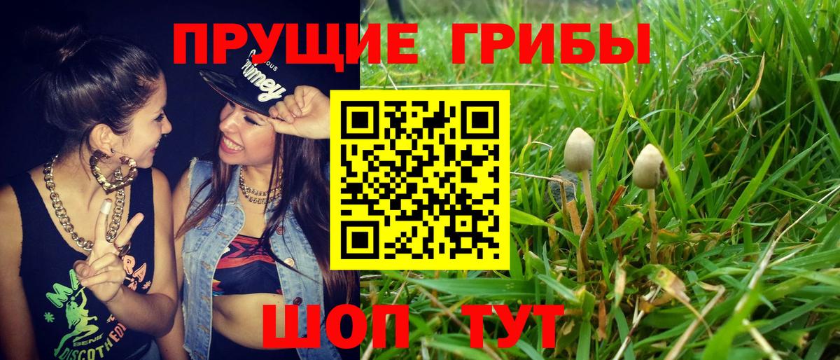 Псилоцибиновые грибы мицелий Буйнакск